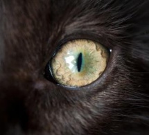 Marabout voyant amourologue Seine-Saint-Denis 93 Saint-Denis, Montreuil, Saint-Ouen, Aubervilliers Tel & WhatsApp: +336 52 63 53 33 Marabout voyant amourologue Seine-Saint-Denis 93 Saint-Denis, Montreuil, Saint-Ouen, Aubervilliers Tel & WhatsApp: +336 52 63 53 33